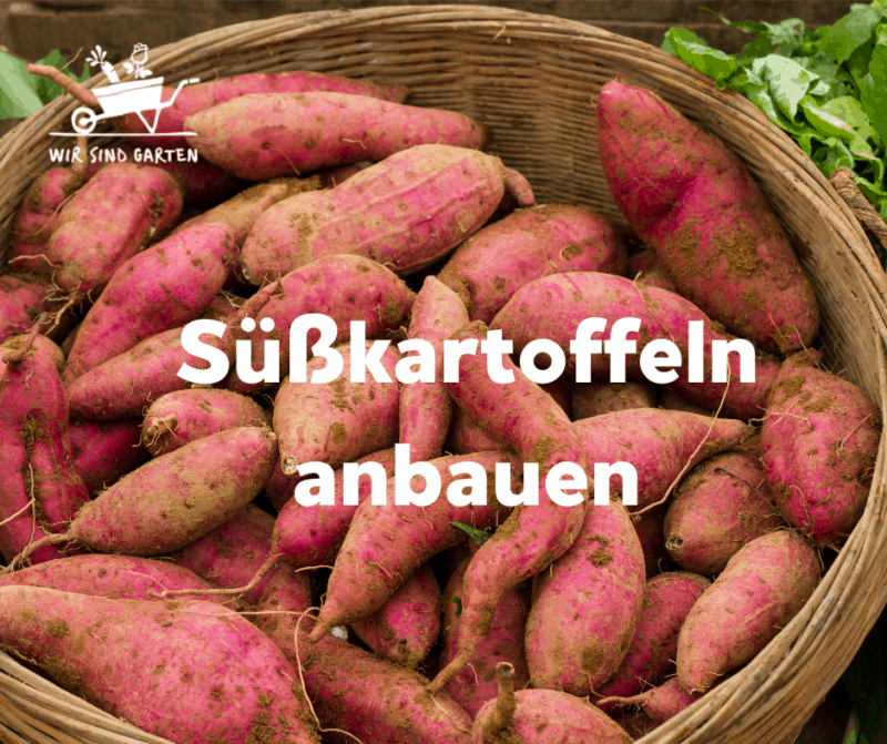 Süßkartoffel anbauen WIR SIND GARTEN