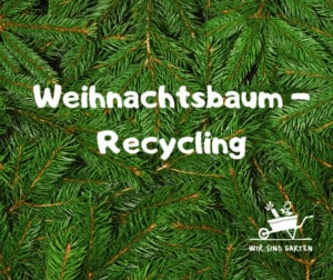 Weihnachtsbaum Recycling