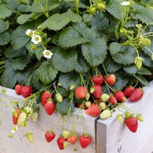 Erdbeere im Hochbeet