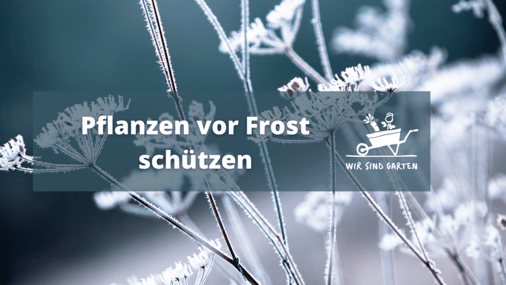 Pflanzen vor Frost schützen