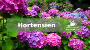 Hortensien Titel