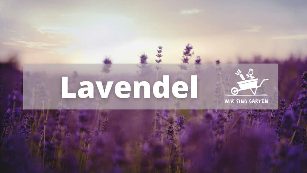 Lavendel Start