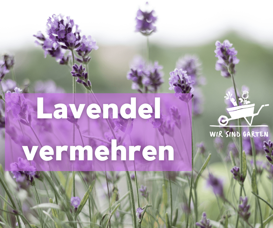 Lavendel vermehren