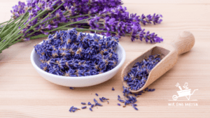 Lavendel Pflege