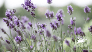 Lavendel im Feld