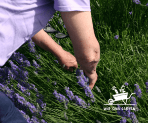 Lavendel schneiden