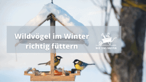 Wildvögel im Winter füttern!