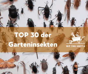 TOP 30 der Insekten - Titelbild