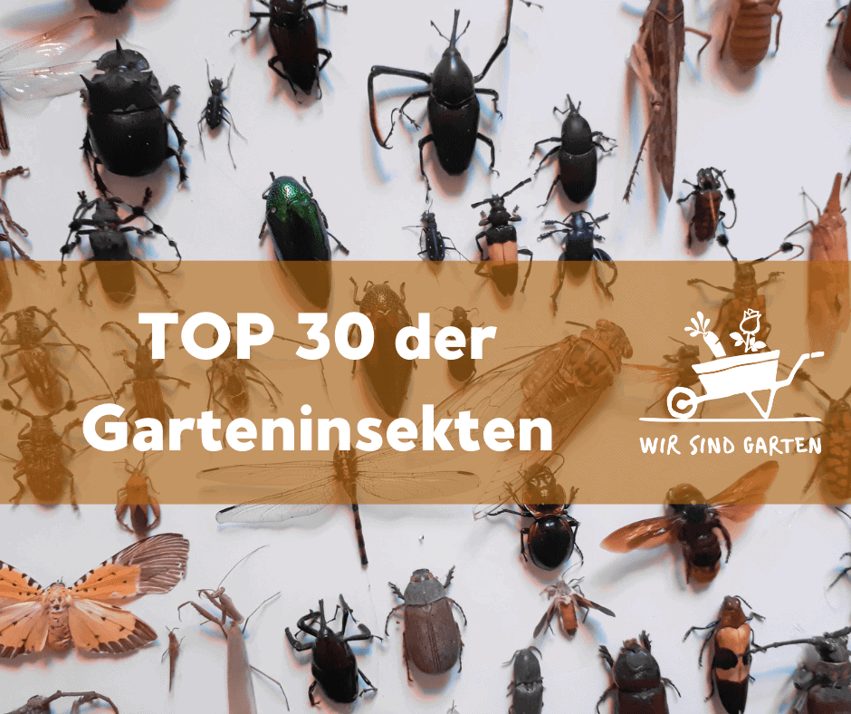 TOP 30 der Insekten - Titelbild