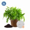 Salatrauke Bio-Gemüse-Pflanzset von meinwoody.de – Gewachsene Salatrauke-Pflanze mit Terra Preta Erde und Samen