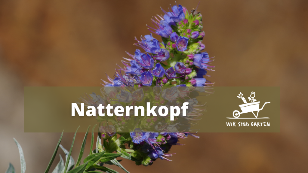 Natternkopf-Blüte